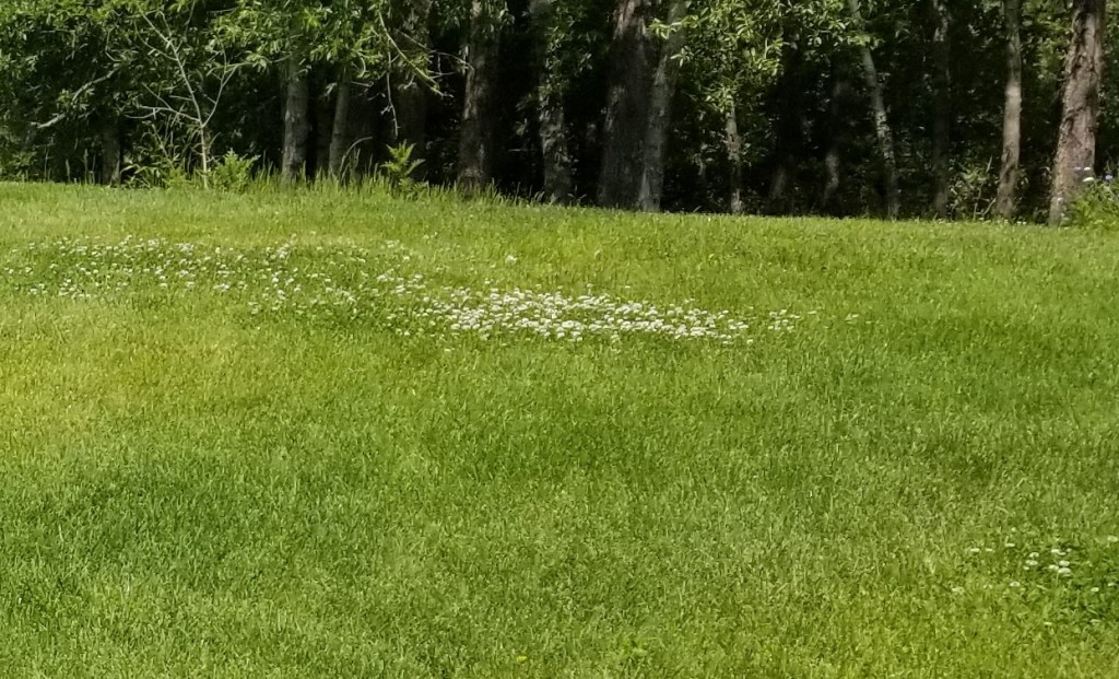 Lawn with dandelion patches.